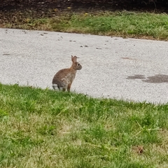Sylvilagus floridanus