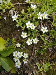 Arenaria biflora