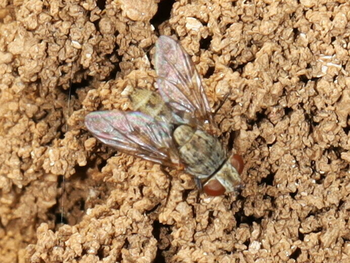 Taxigramma stictica