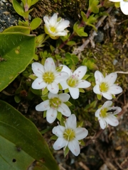 Arenaria biflora