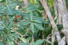 Psychotria capensis
