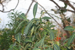 Psychotria capensis