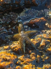 Anasterias antarctica