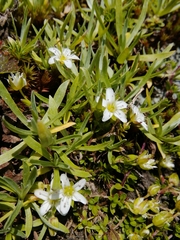 Arenaria biflora