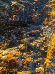 Anasterias antarctica