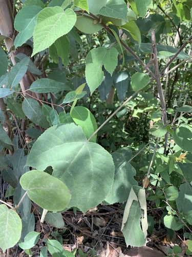 Paper mulberry