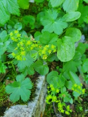 Alchemilla fissa