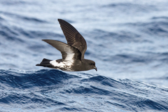 Fregetta maoriana