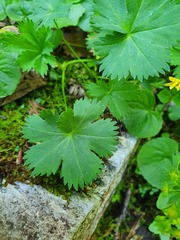 Alchemilla fissa