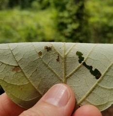 Acer rubrum drummondii
