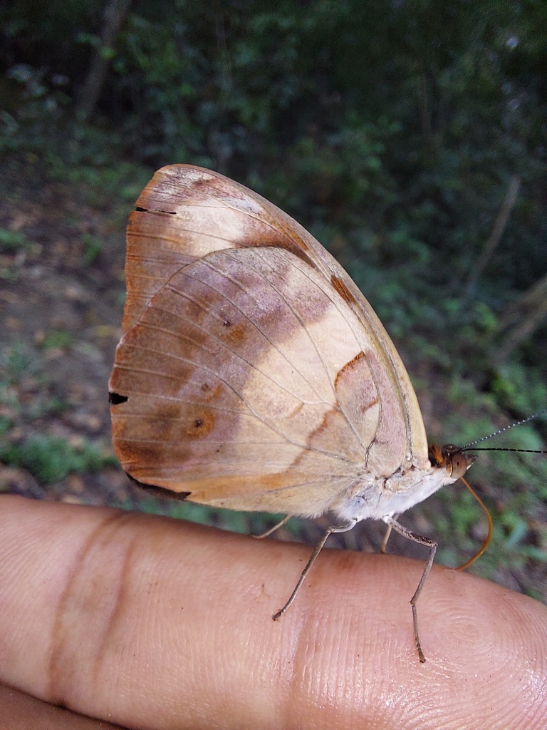 Antinoe Catone