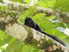 Callosciurus prevostii pluto