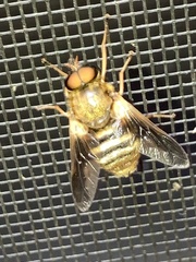 Goniops