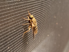 Goniops