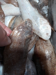 Dicologlossa cuneata