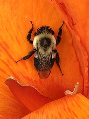 Bombus impatiens