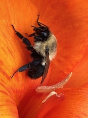 Bombus impatiens