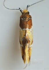 Epicallima argenticinctella