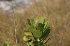 Leucospermum innovans