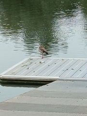 Alopochen aegyptiaca