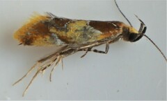 Epicallima argenticinctella