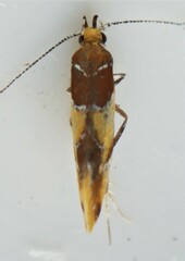 Epicallima argenticinctella