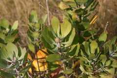 Leucospermum innovans