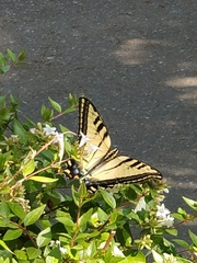Papilio rutulus