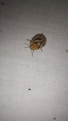 Paropsisterna semifumata