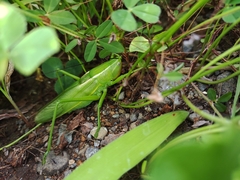 Parvarhynchus japonicus