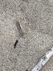 Trimerotropis maritima