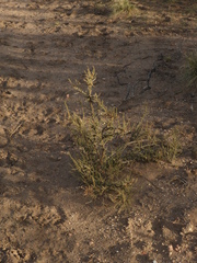 Junellia seriphioides