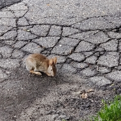 Sylvilagus floridanus