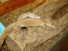 Varanus acanthurus