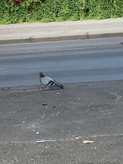 Columba livia domestica