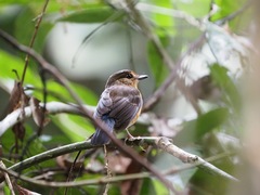 Cyornis