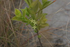 Eriosemopsis subanisophylla