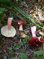Russula rhodopus