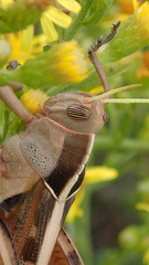 Acanthacris ruficornis
