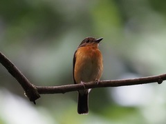 Cyornis