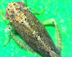 Paraphlepsius irroratus