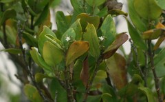 Cassinopsis tinifolia