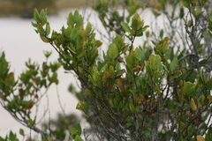 Cassinopsis tinifolia