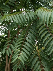 Ailanthus altissima