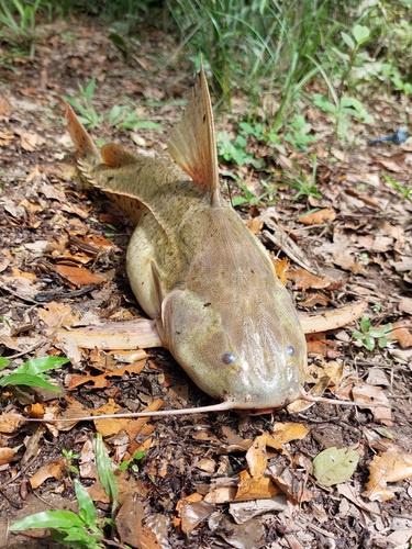 Rivas' thorny catfish (Pterodoras rivasi) — Doradidae — 5