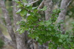 Canthium vanwykii