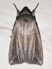 Mythimna riparia