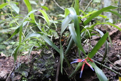 Quesnelia liboniana