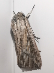 Mythimna riparia