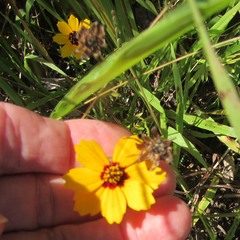 Coreopsis basalis